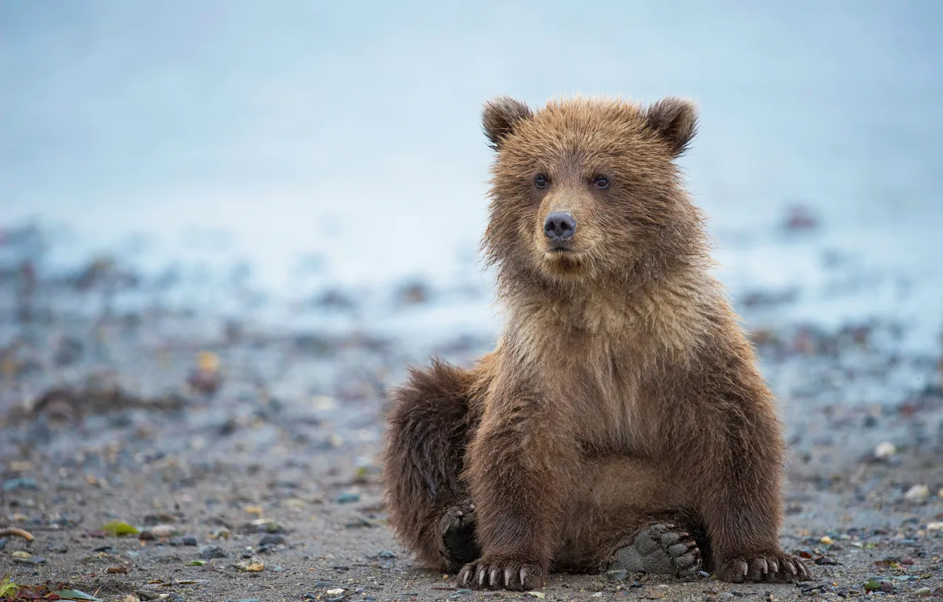 Фото обои Аляска, мишка, медвежонок