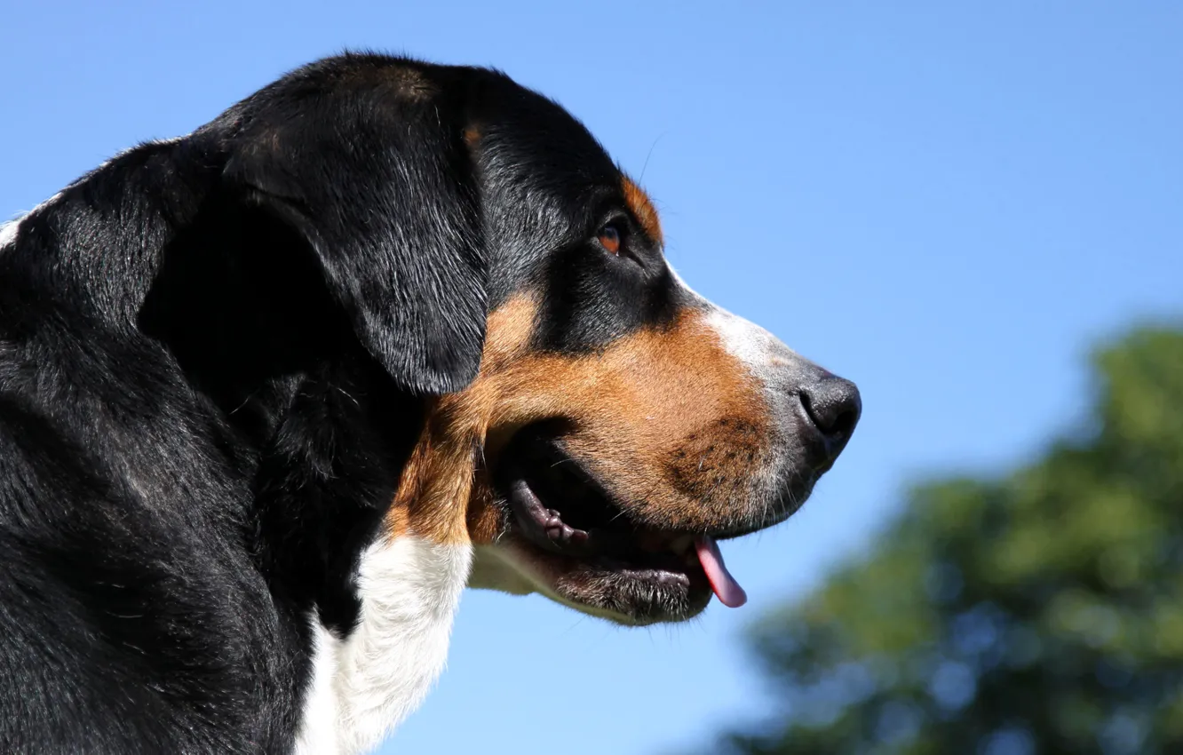 Фото обои пастух, бернский зенненхунд, Berner Sennenhund, бернская овчарка