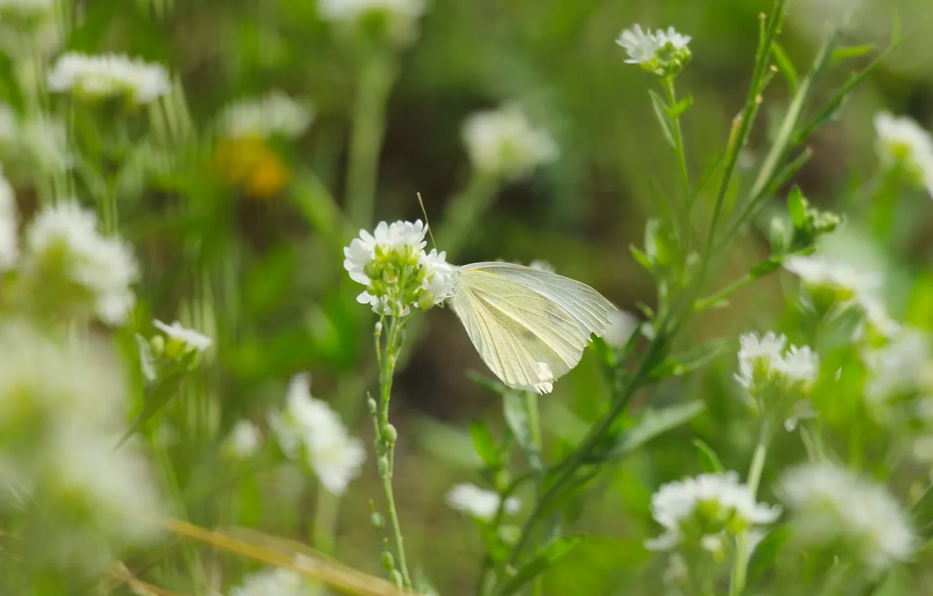 Фото обои flower, butterfly, meadow