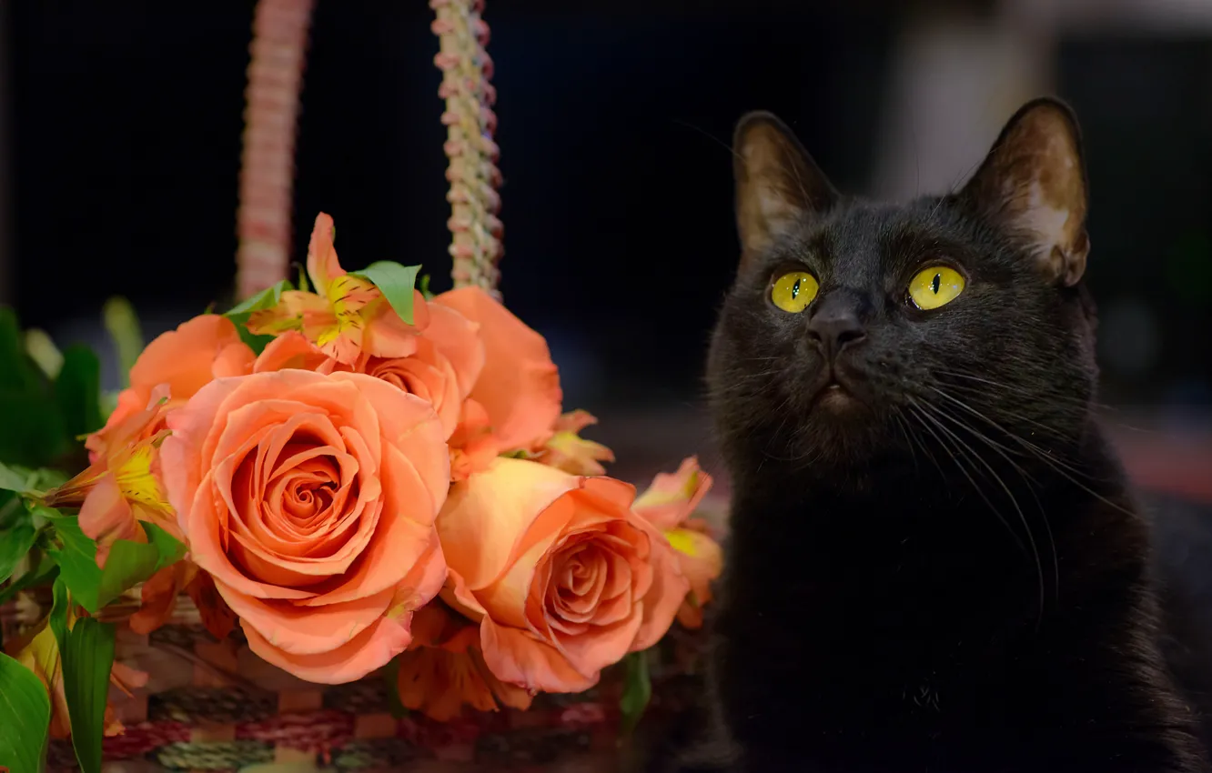 Фото обои кошка, кот, цветы, розы, чёрный кот