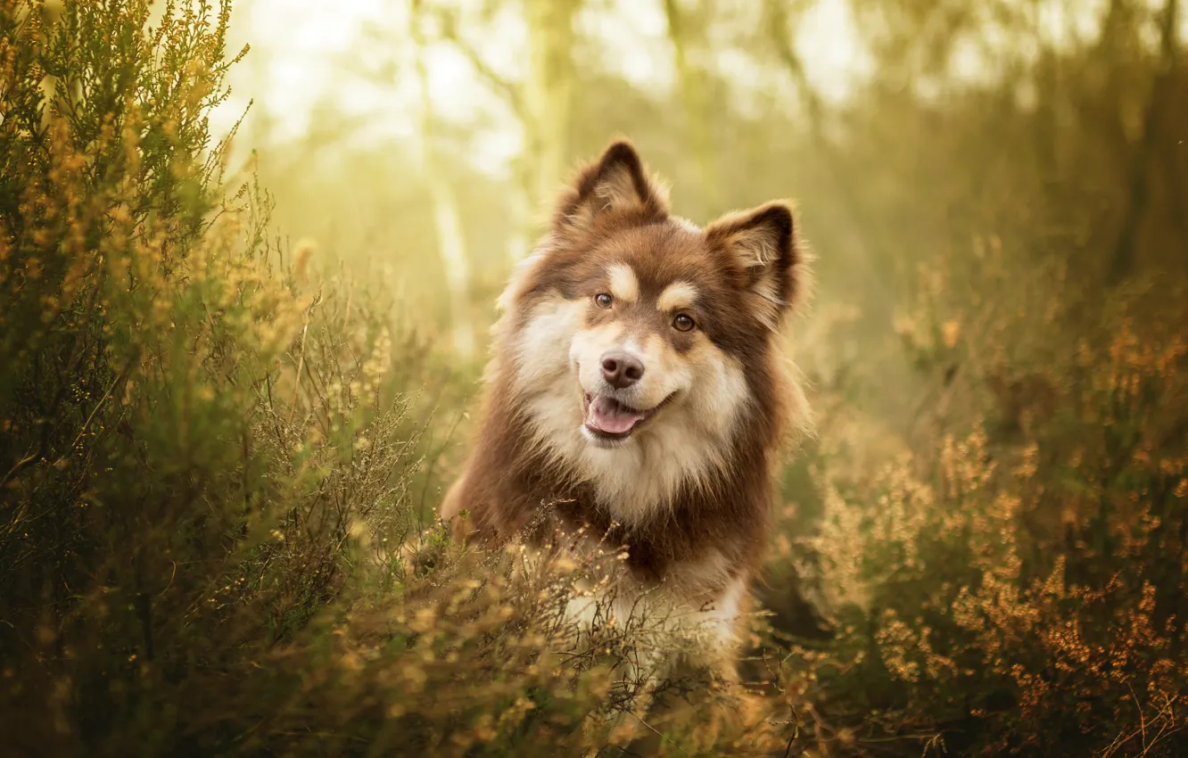 Фото обои трава, взгляд, морда, собака, Финский лаппхунд
