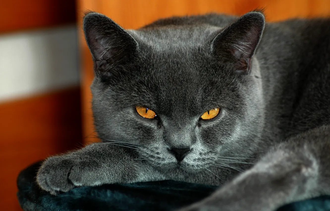 Фото обои кот, британский, желтые глаза, серый окрас