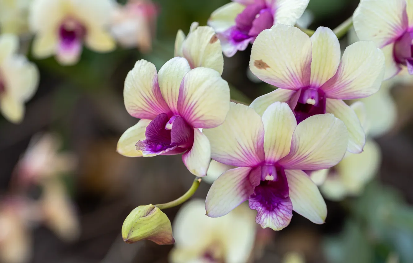 Фото обои цветы, ветка, орхидеи, OldMan Stocker