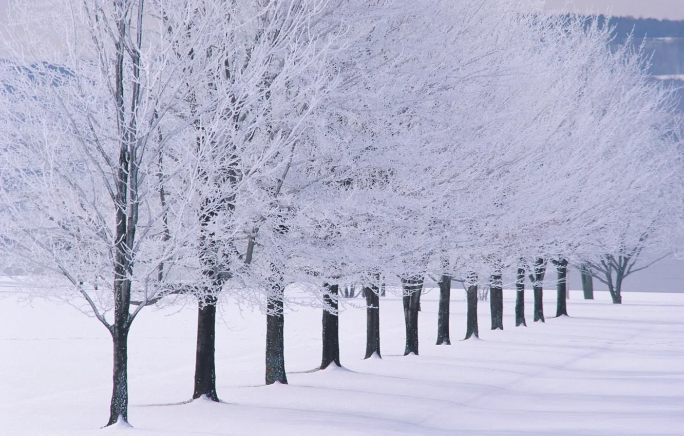 Фото обои trees, landscape, winter, snow, snowy trees
