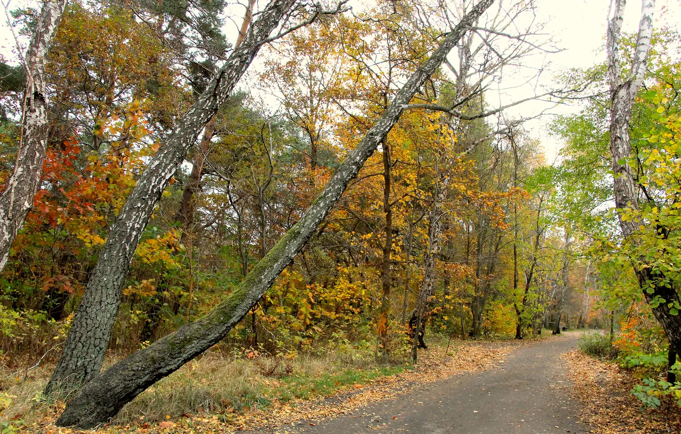 Фото обои forest, park, autumn, alley, fall