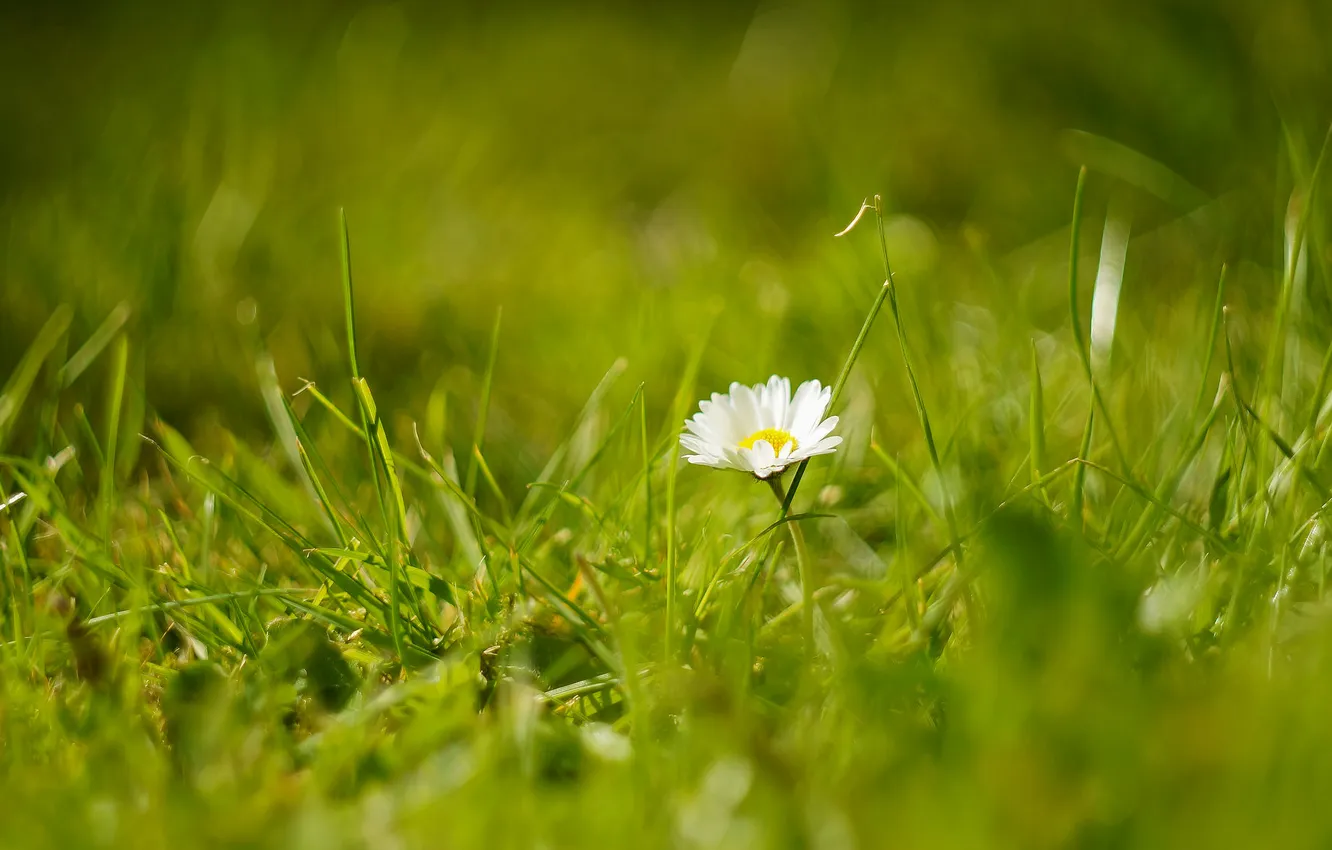 Фото обои поле, цветок, трава, боке