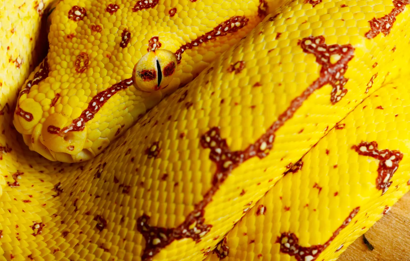 Фото обои макро, змея, green tree python