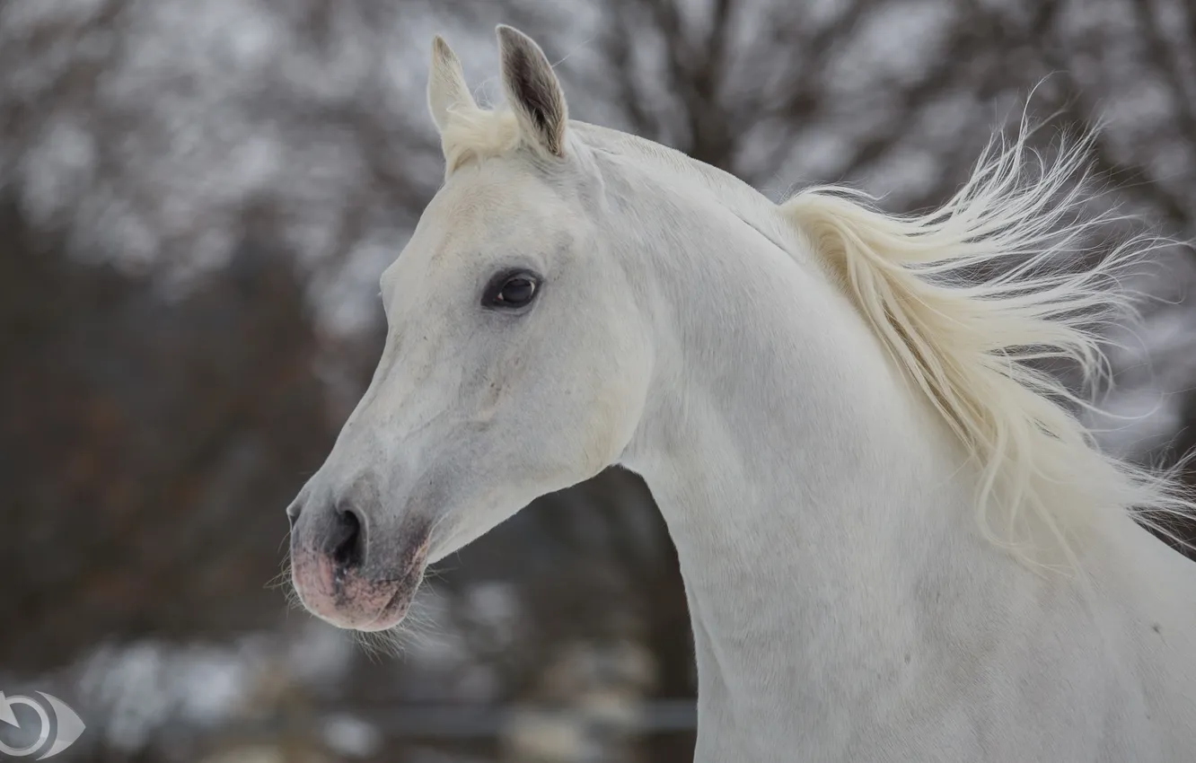 Фото обои морда, конь, лошадь, грива, профиль, (с) OliverSeitz