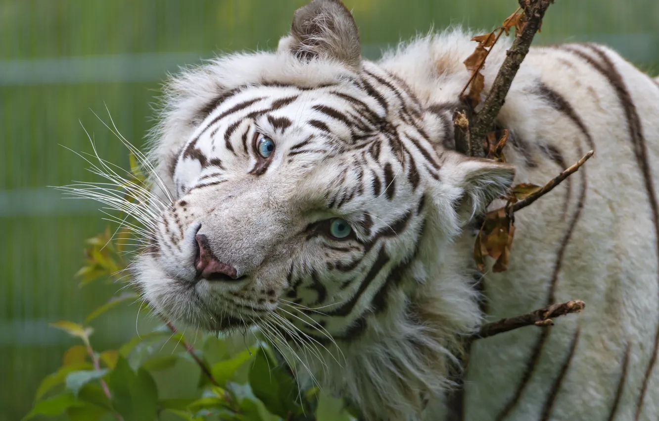 Фото обои кошка, взгляд, морда, голубые глаза, белый тигр, ©Tambako The Jaguar