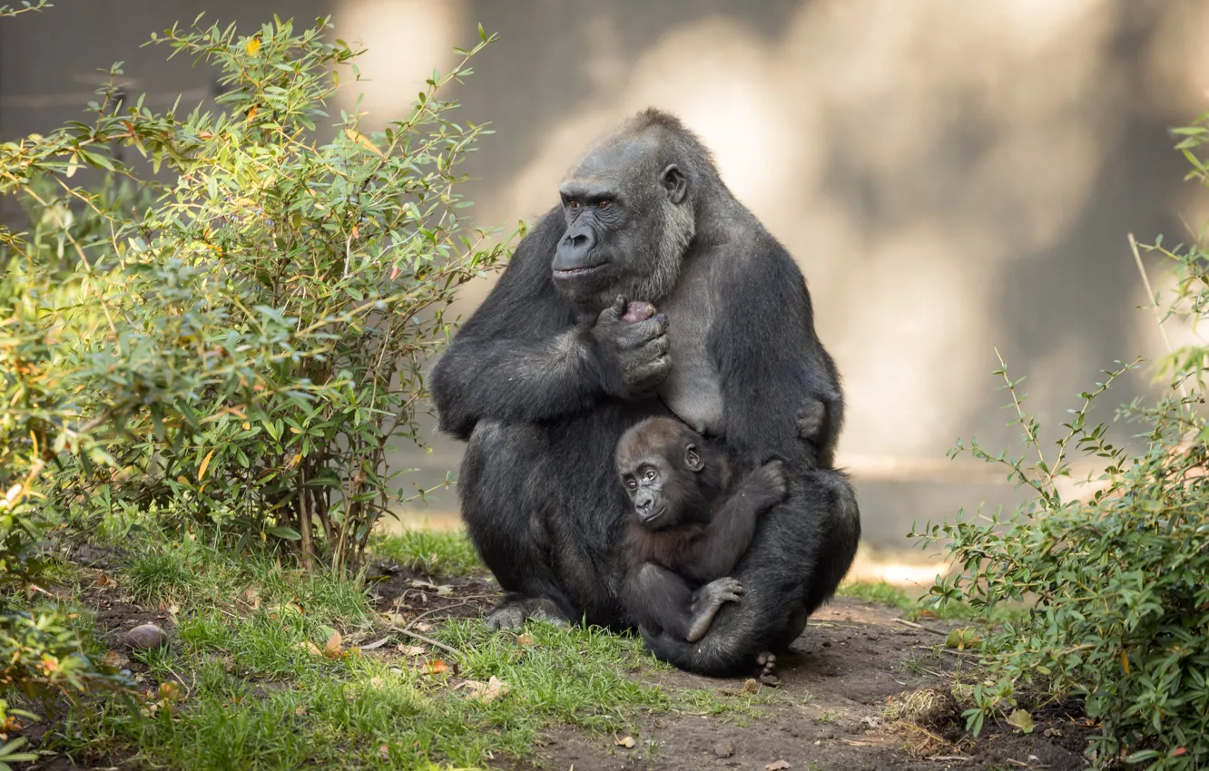 Фото обои природа, обезьяна, горилла