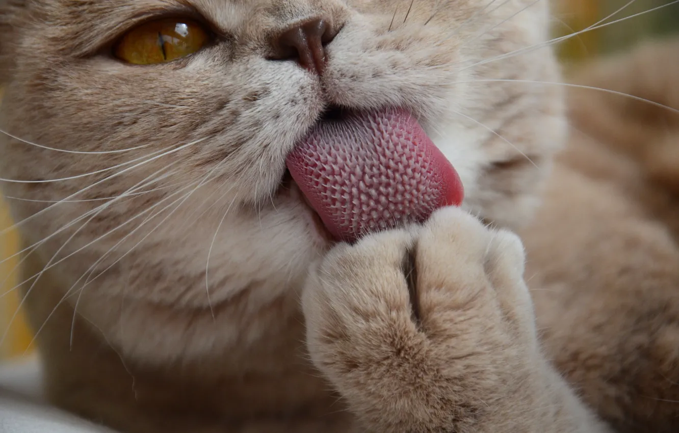 Фото обои язык, кошка, усы, лапа, котэ, моется
