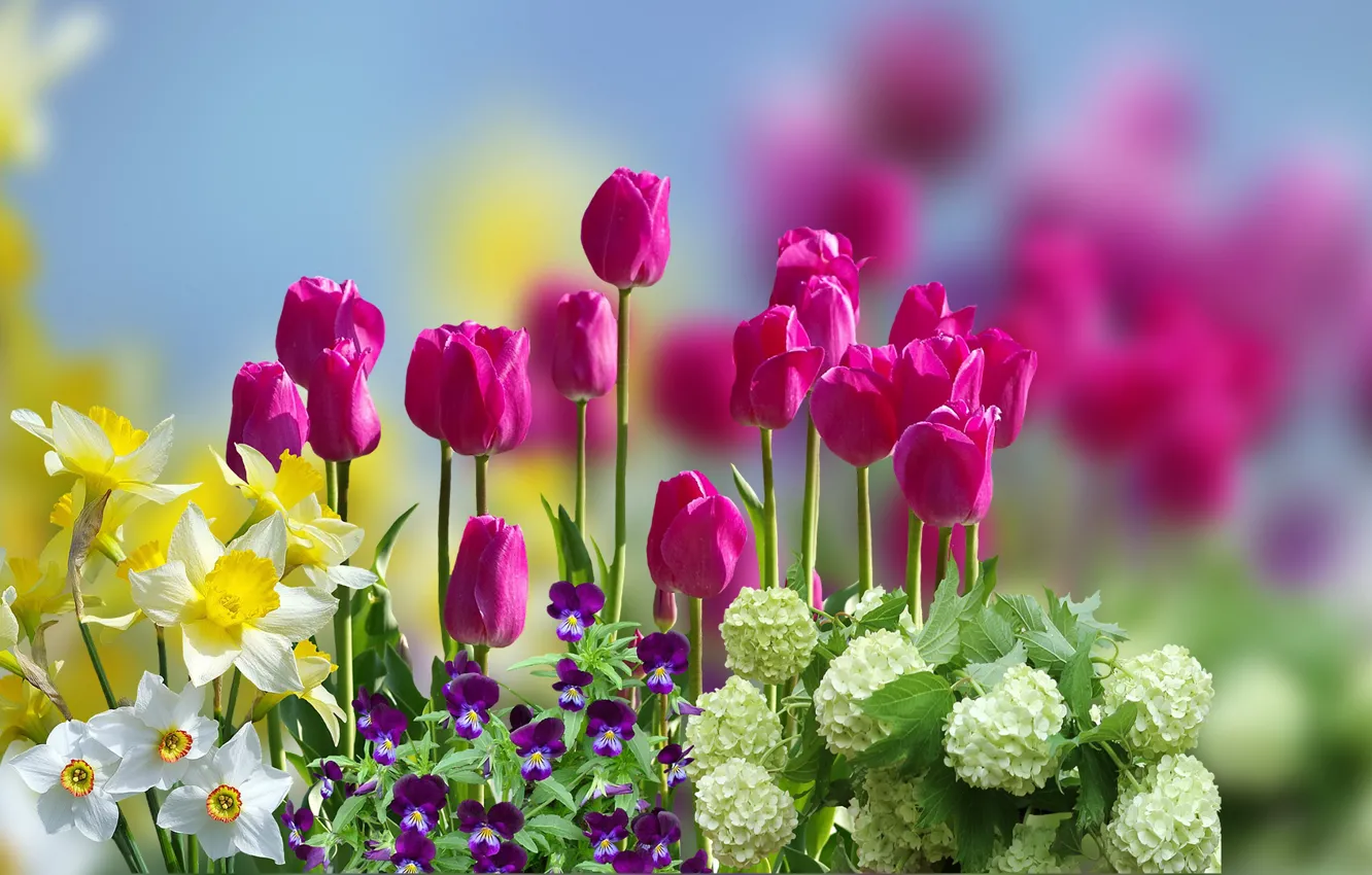 Фото обои Rozmycie, Tulipany, Kwiaty, Żonkile