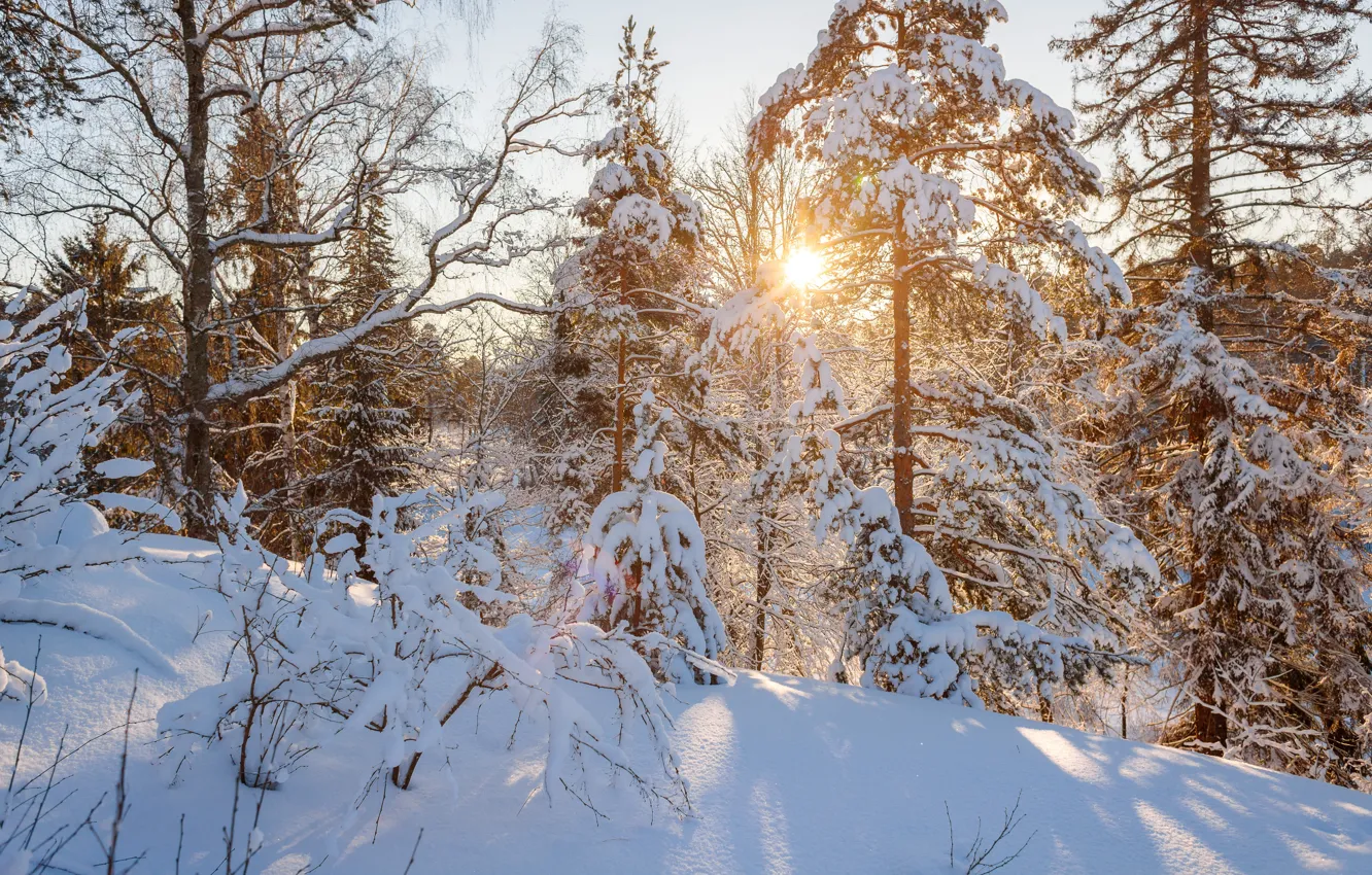 Фото обои зима, лес, солнце, закат, сугробы, солнечно, сугроб, санкт-петербург