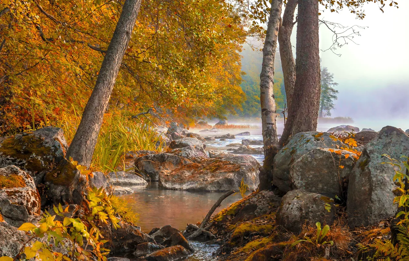Фото обои осень, лес, туман, озеро, утро
