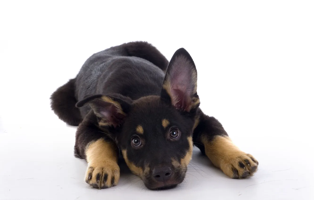 Фото обои puppy, dog, down, waiting