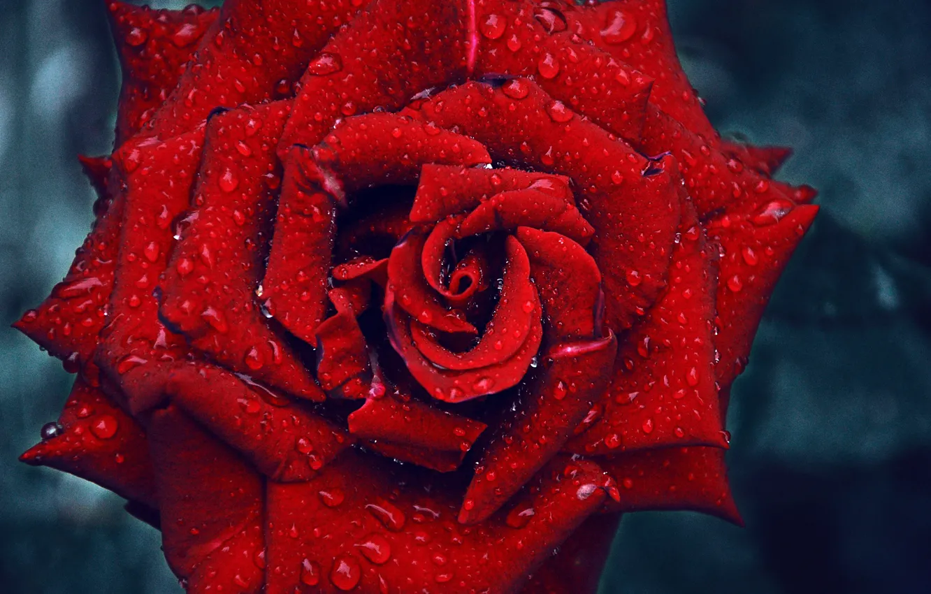 Фото обои Капли, Drops, Red Rose, Красная роза