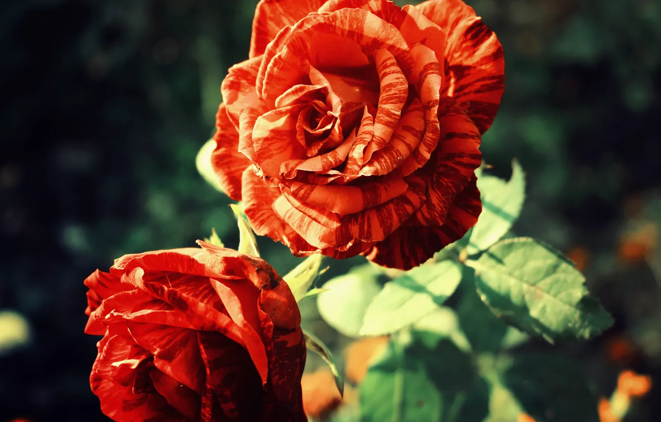 Фото обои цветок, красный, природа, роза, красота, red, rose, flower
