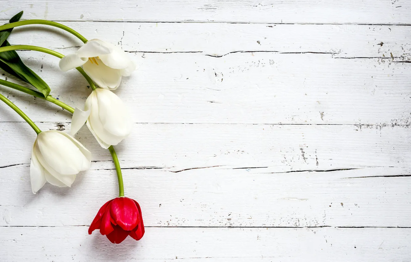 Фото обои цветы, тюльпаны, red, white, белые, wood, flowers, tulips