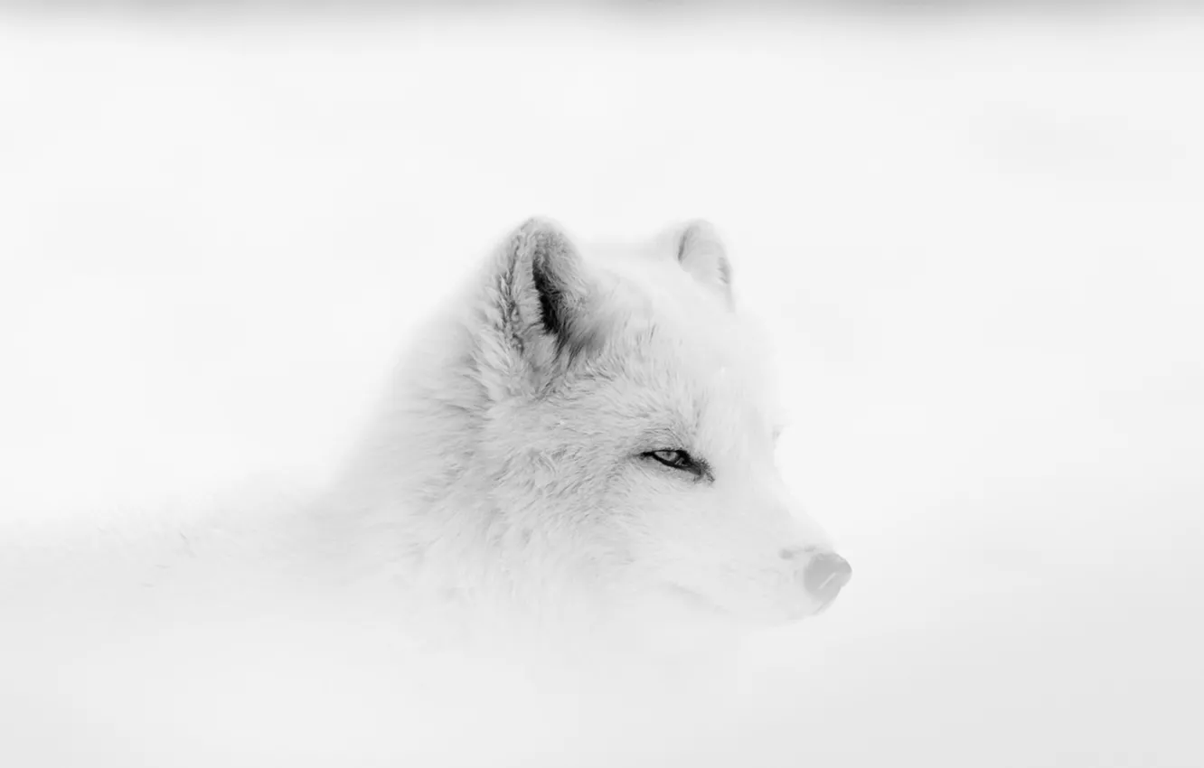 Фото обои fox, winter, fog