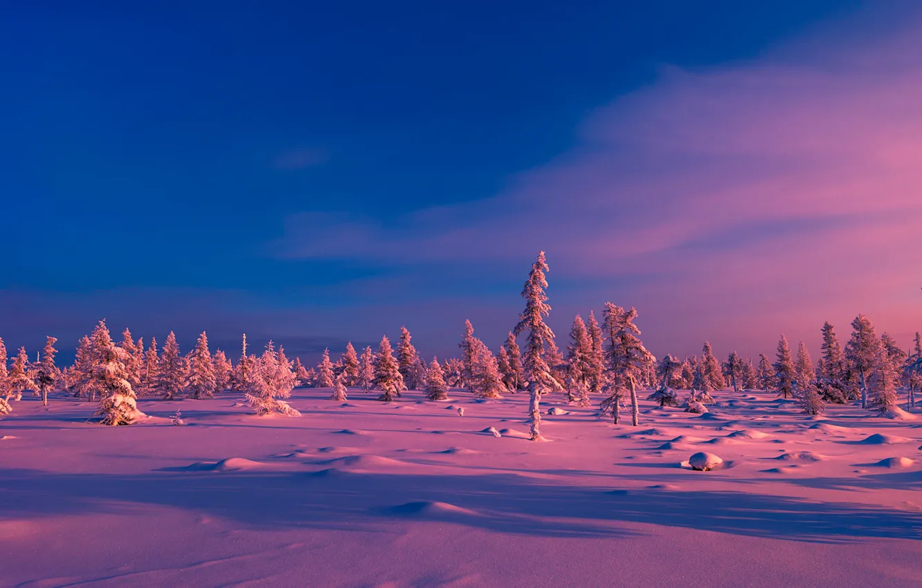 Фото обои зима, небо, солнце, снег, деревья, рассвет