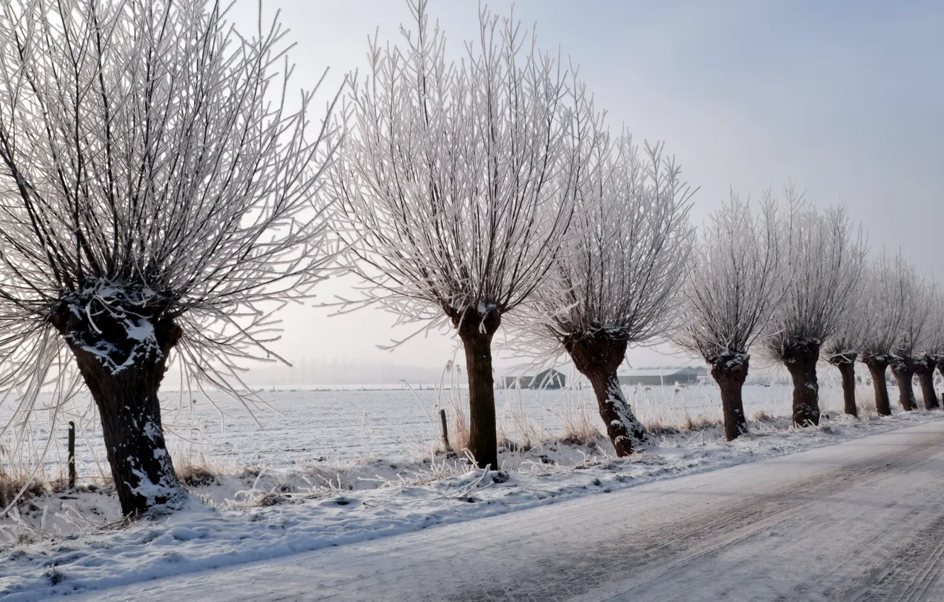 Фото обои зима, дорога, деревья, пейзаж