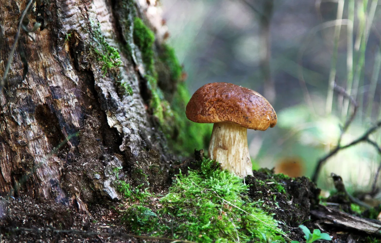 Фото обои лес, лето, природа, грибы