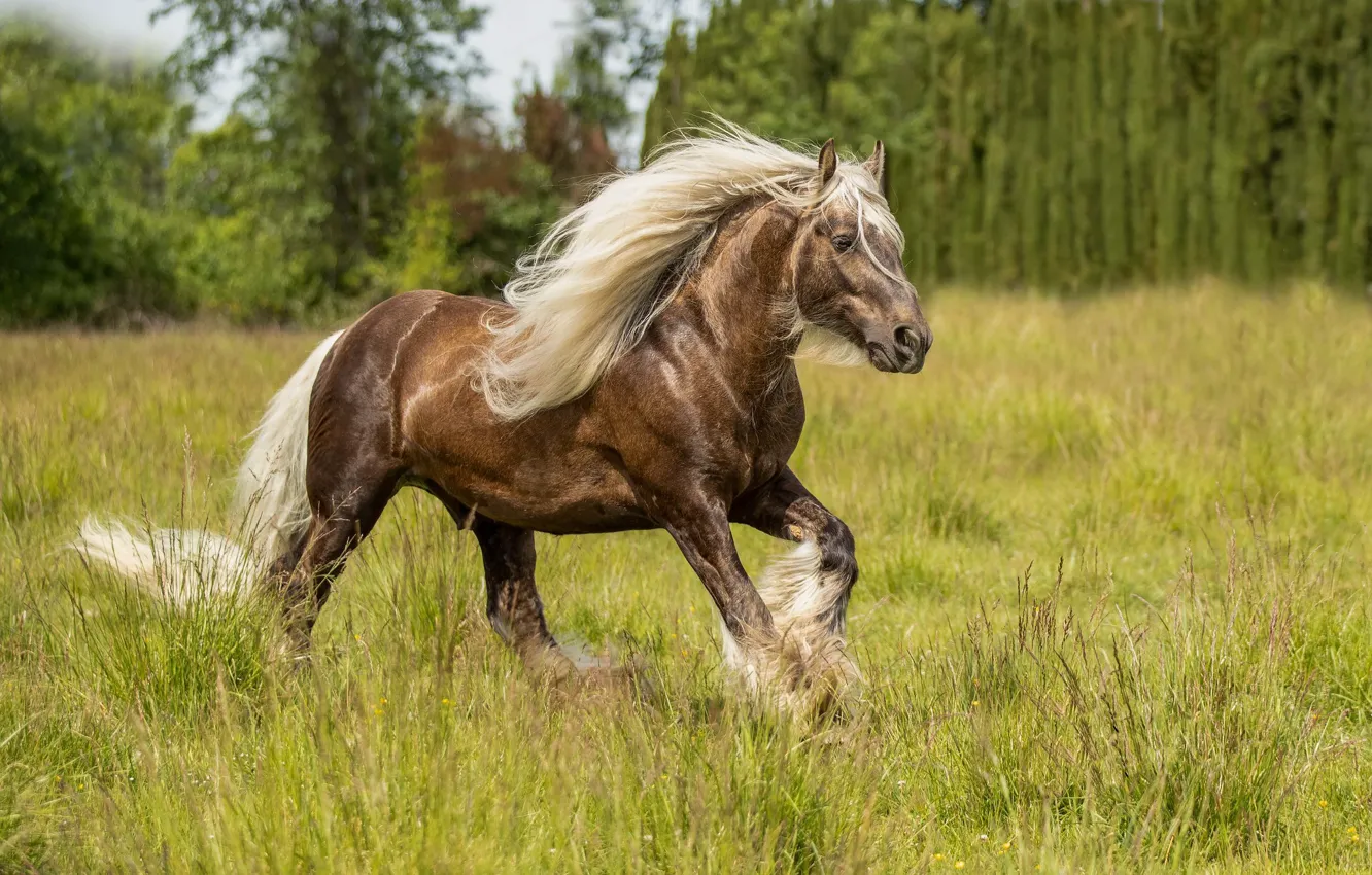 Фото обои поле, лето, конь
