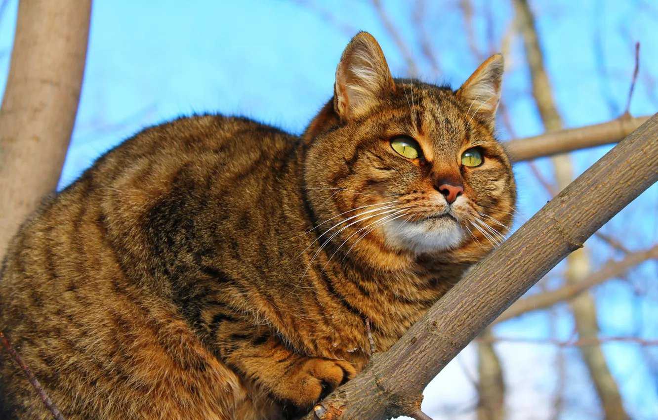 Фото обои кошка, фон, зеленые глаза, пушистая кошка, кот обои, кошка на дереве, кошка сама по себе, …
