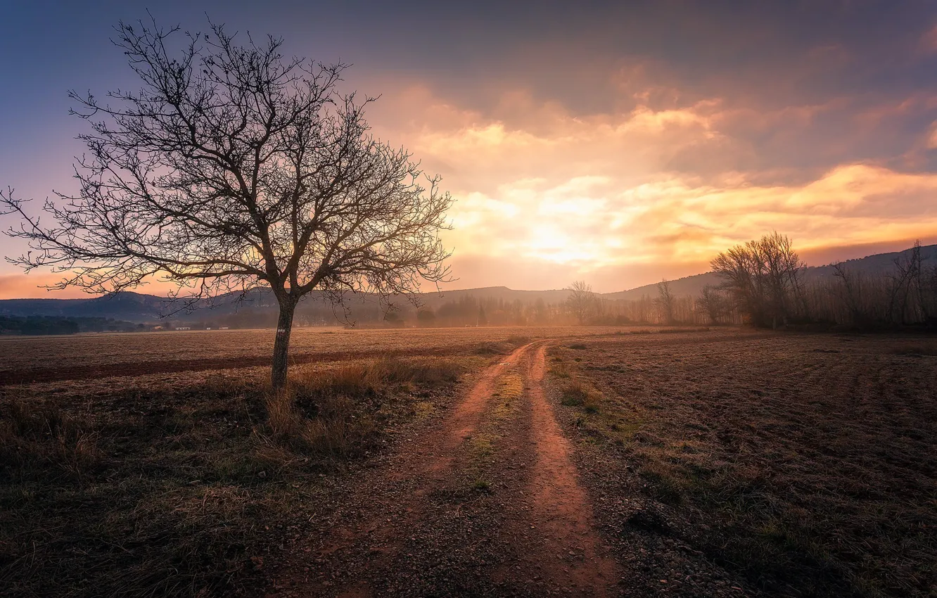 Фото обои дорога, поле, туман, дерево, Испания, La Mancha