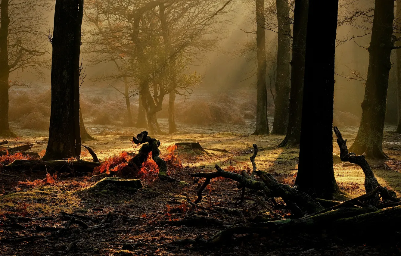 Фото обои осень, лес, свет, деревья, ветки, туман, стволы, коряги