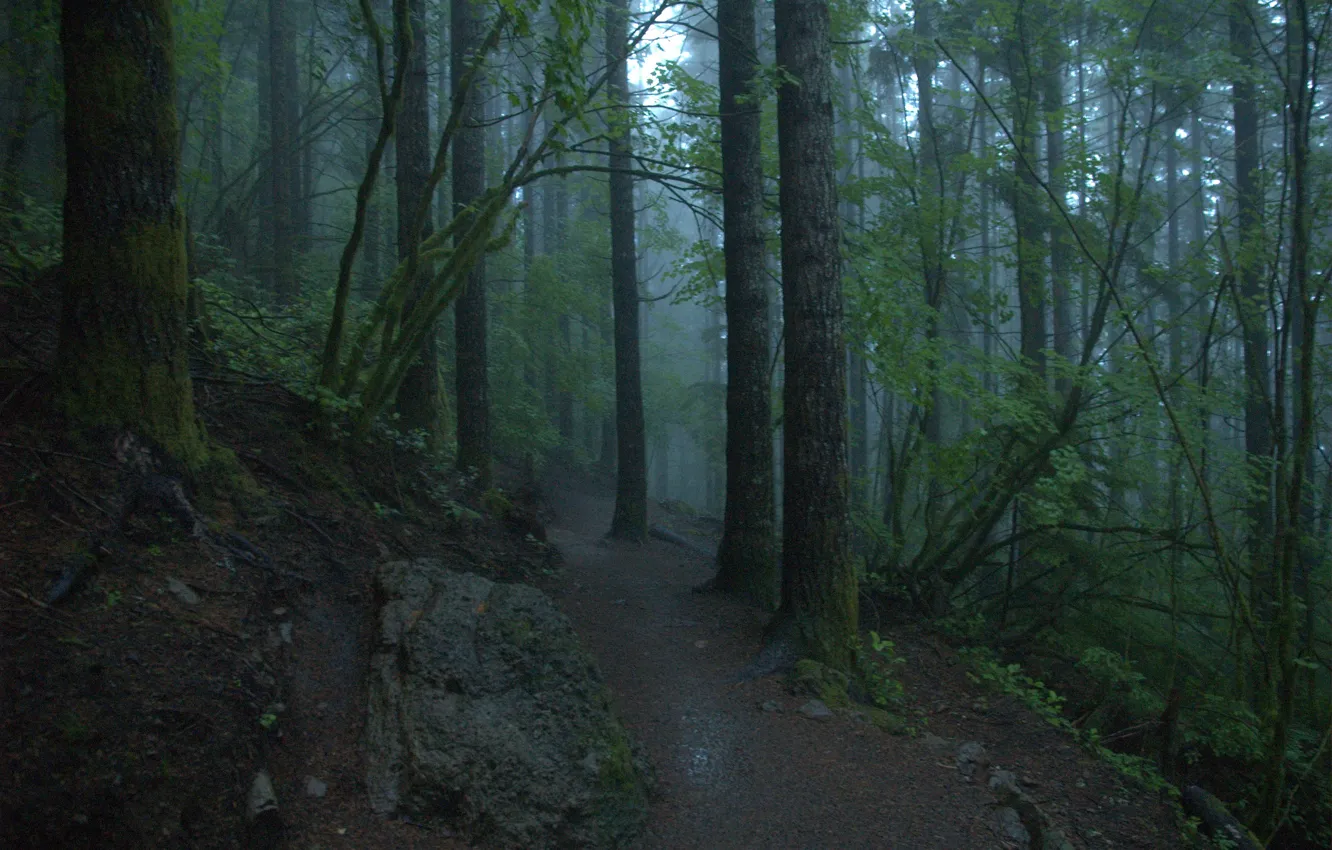 Фото обои лес, деревья, природа, туман, United States, тропинка, Washington, North Bend