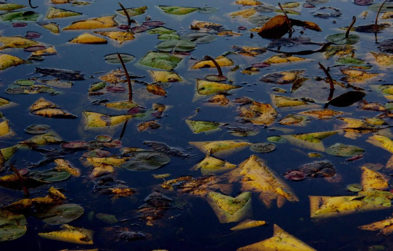 Фото обои осень, листья, вода, озеро, гладь, утонули