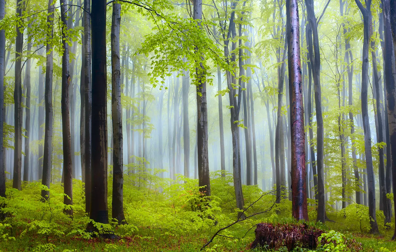 Фото обои лес, природа, утро, дымка, дождя, после