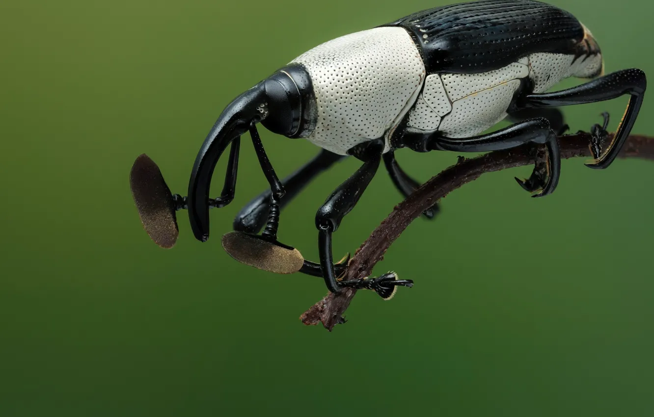 Фото обои макро, жук, насекомое, трубконосик