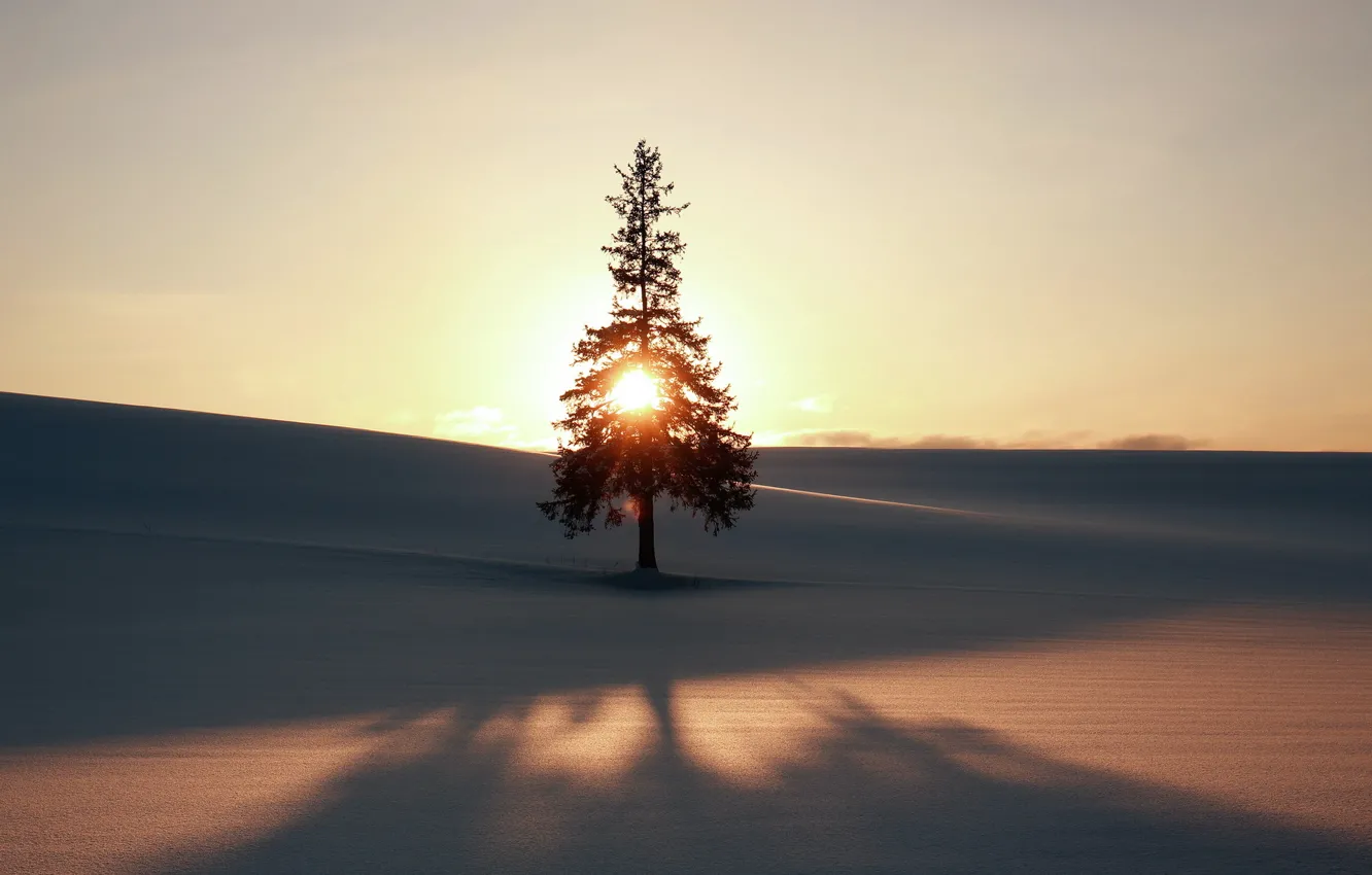 Фото обои зима, поле, пейзаж, дерево