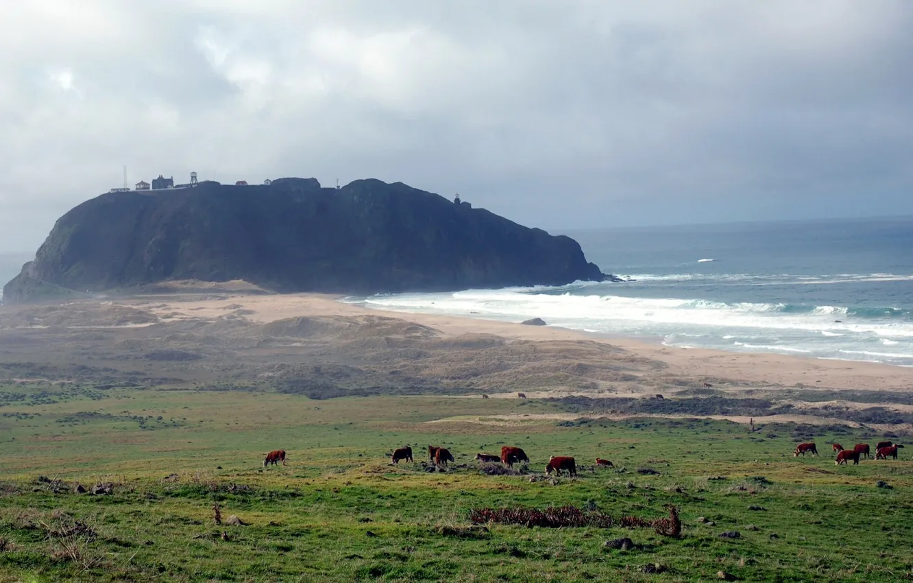 Фото обои море, трава, скала, горизонт, луг, бриз, коровки, возвышенность