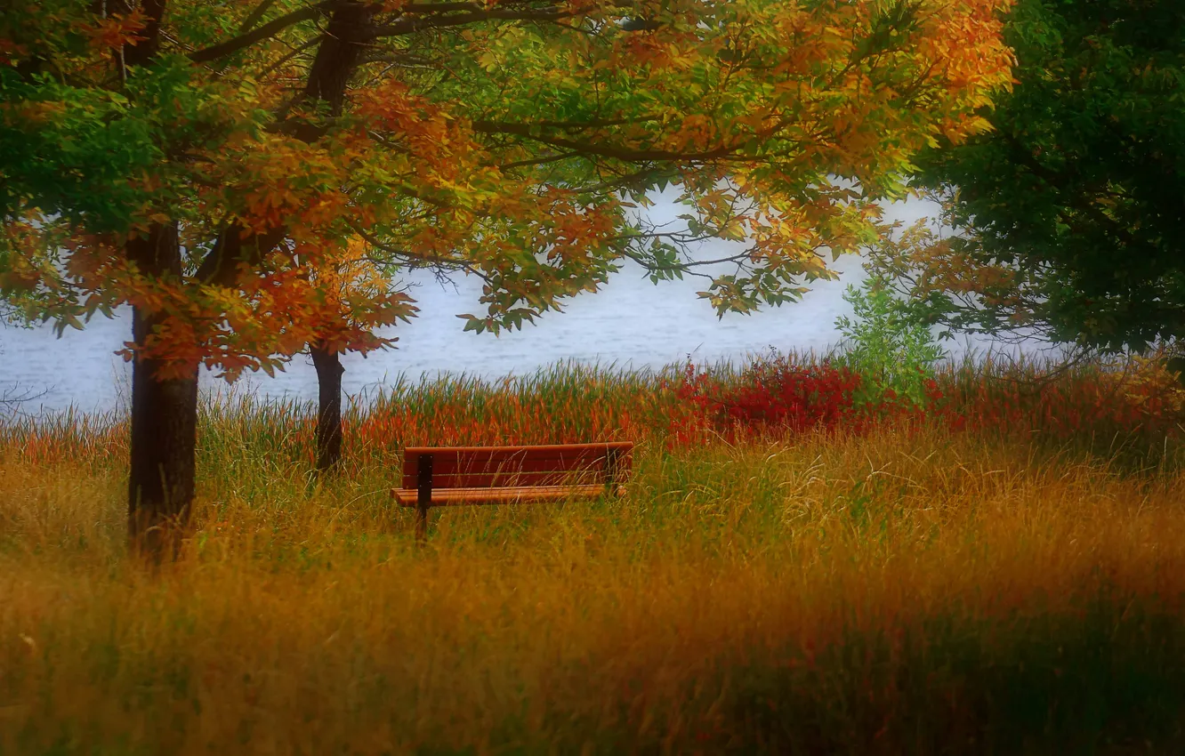 Фото обои осень, деревья, скамья