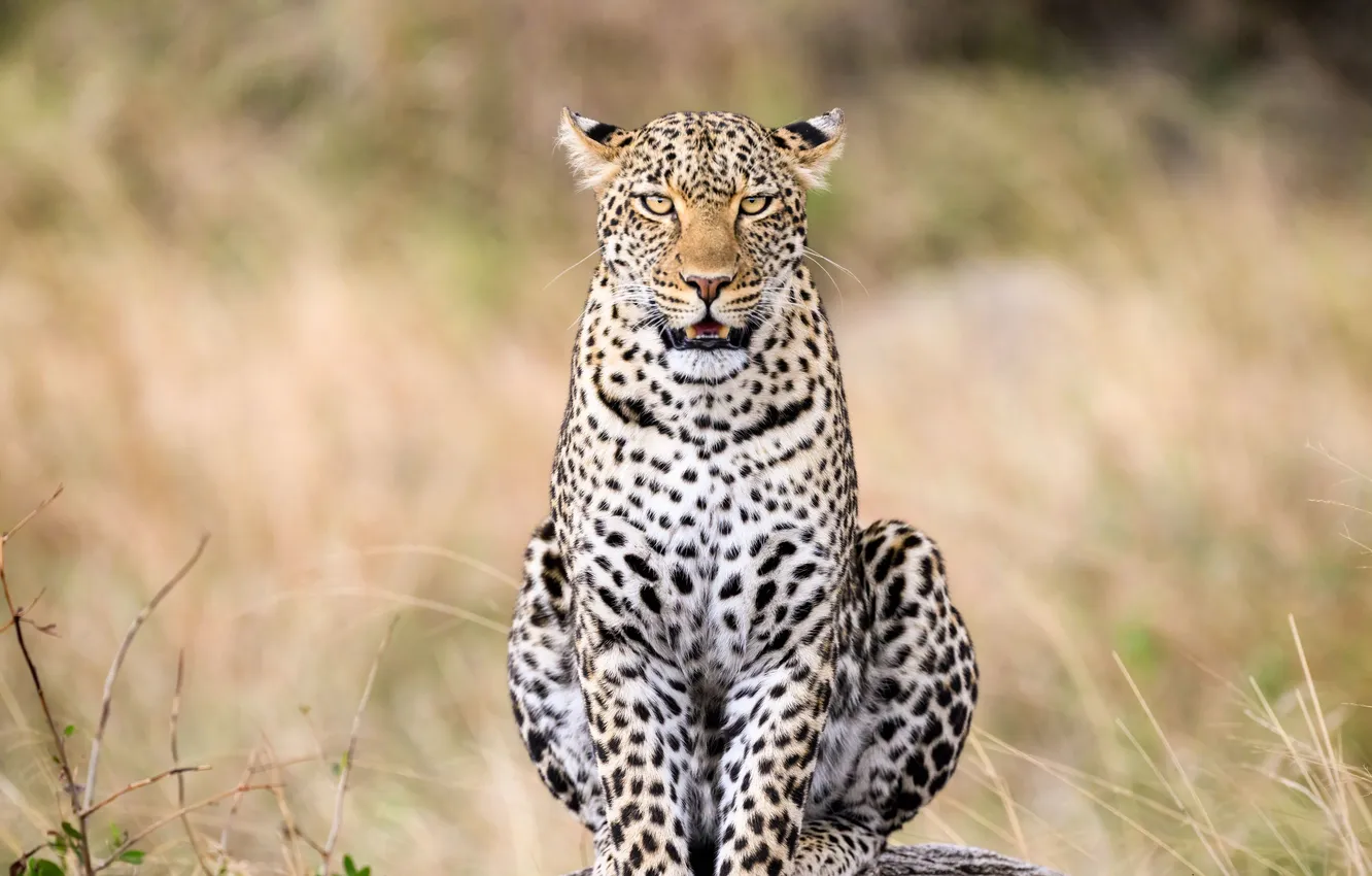 Фото обои leopard, beautiful, look, shot, african, stare, restingrock
