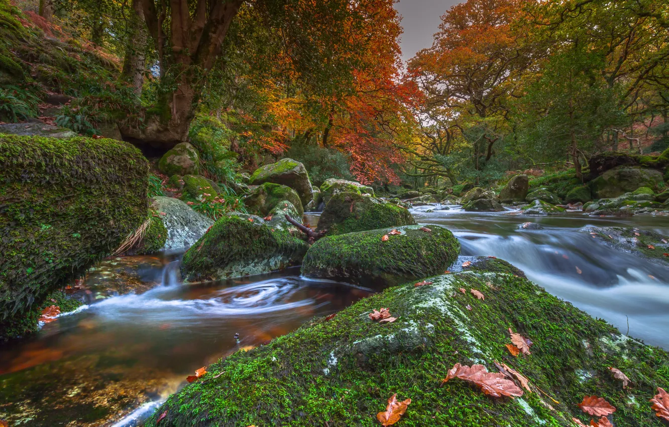 Фото обои осень, деревья, река, камни, Англия, мох, Devon, England