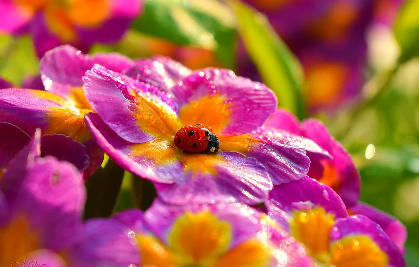 Фото обои Макро, Цветы, Капли, Божья коровка, Flowers, Macro, Drops