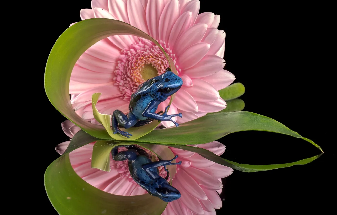 Фото обои цветок, отражение, лягушка, гербера, Голубой древолаз