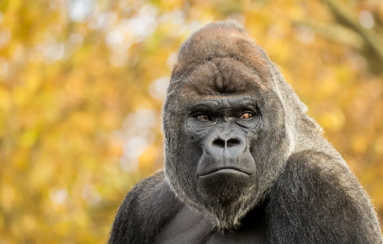 Фото обои взгляд, обезьяна, Gorilla