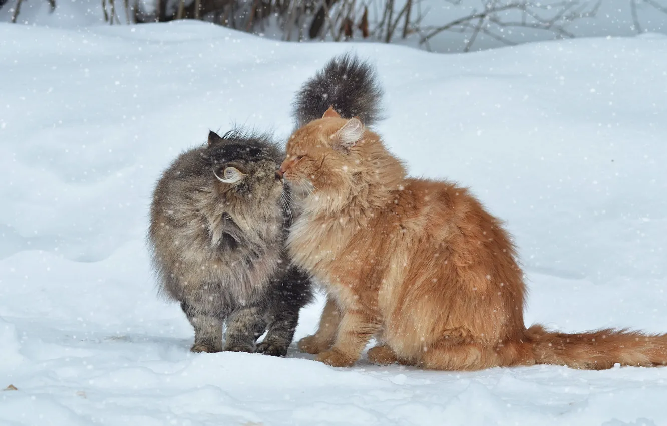 Фото обои зима, снег, кошки