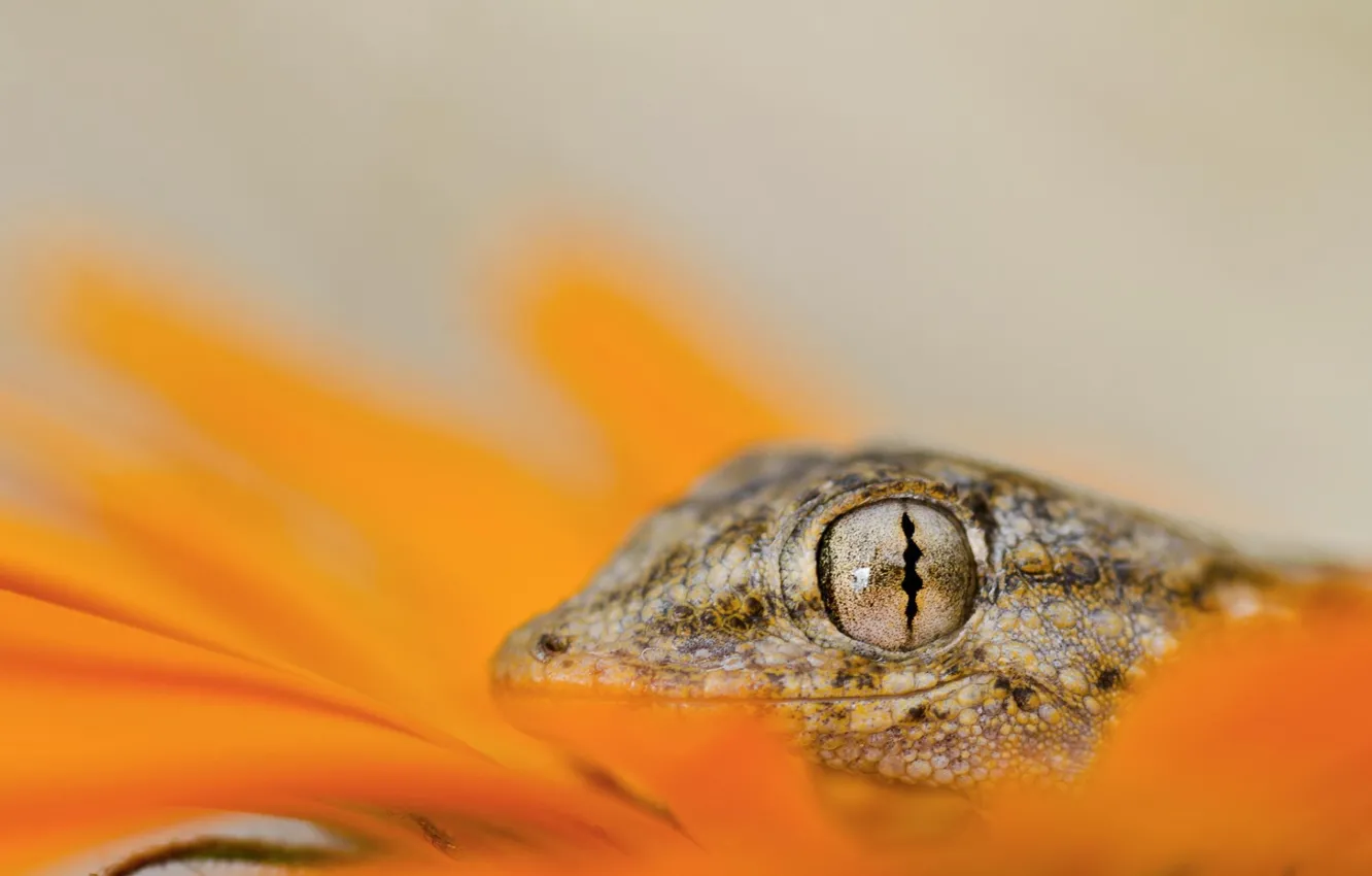 Фото обои eyes, lizard, head, reptile