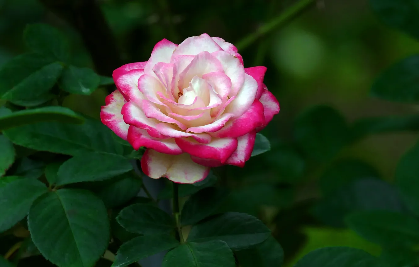 Фото обои макро, роза, сад, бутон, разноцветная
