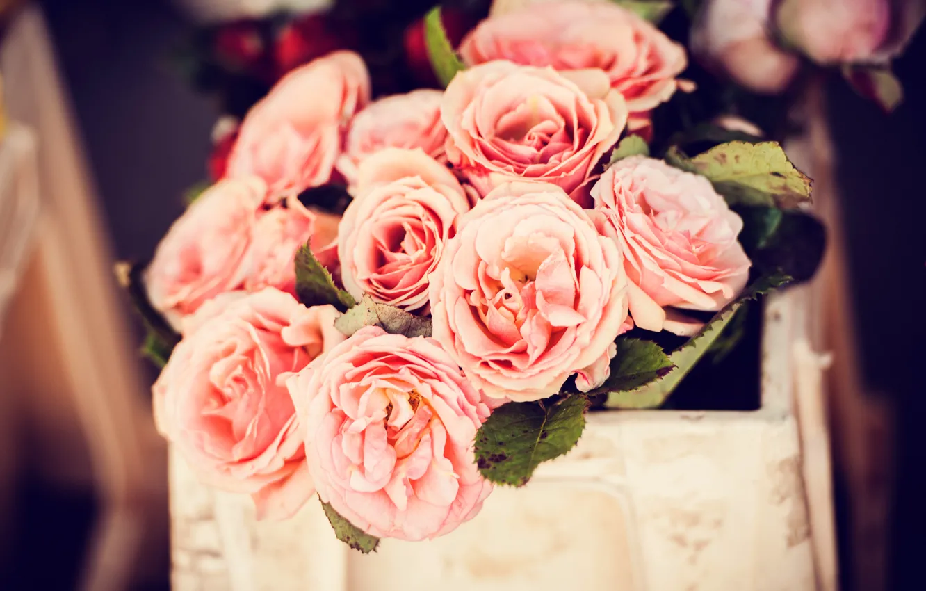 Фото обои цветы, корзина, розы, лепестки, розовые, бутоны