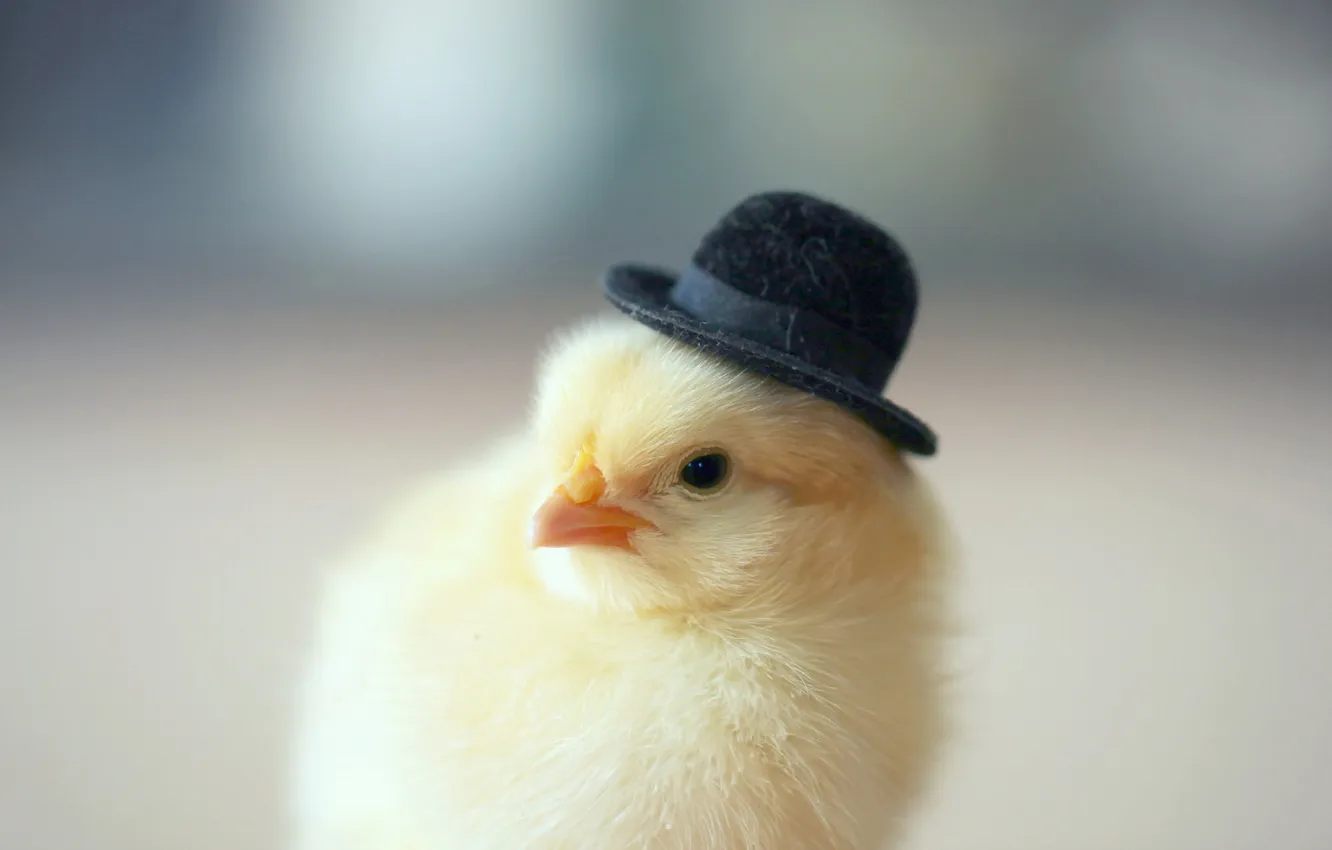 Фото обои фон, шляпка, цыплёнок
