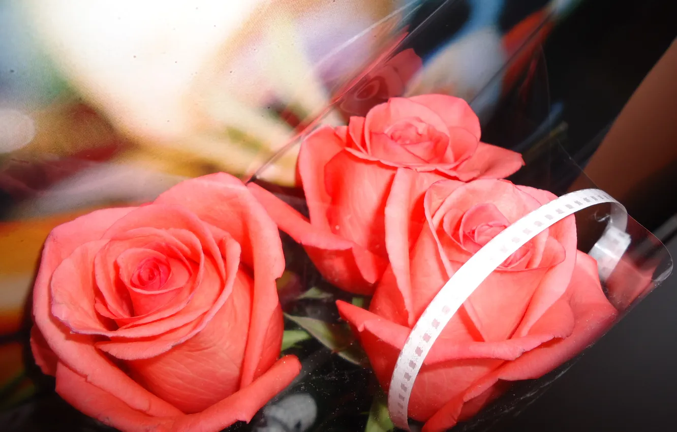 Фото обои розовый, романтика, розы