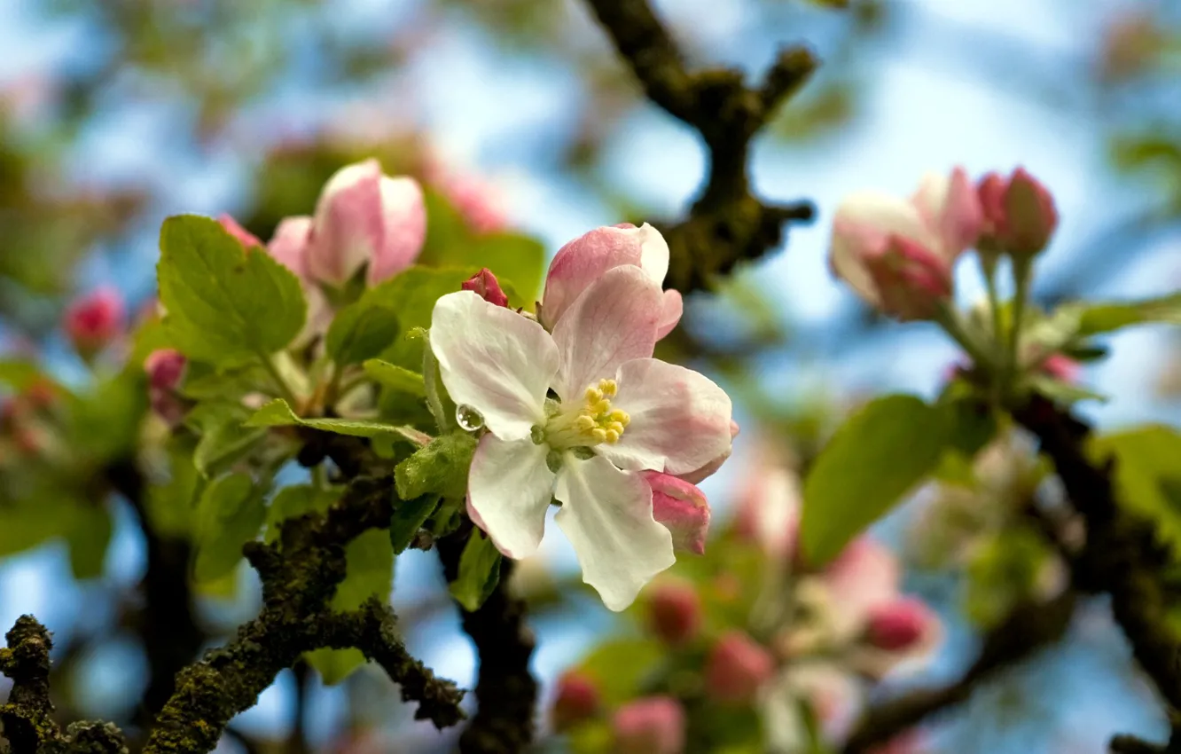 Фото обои цветы, дерево, весна