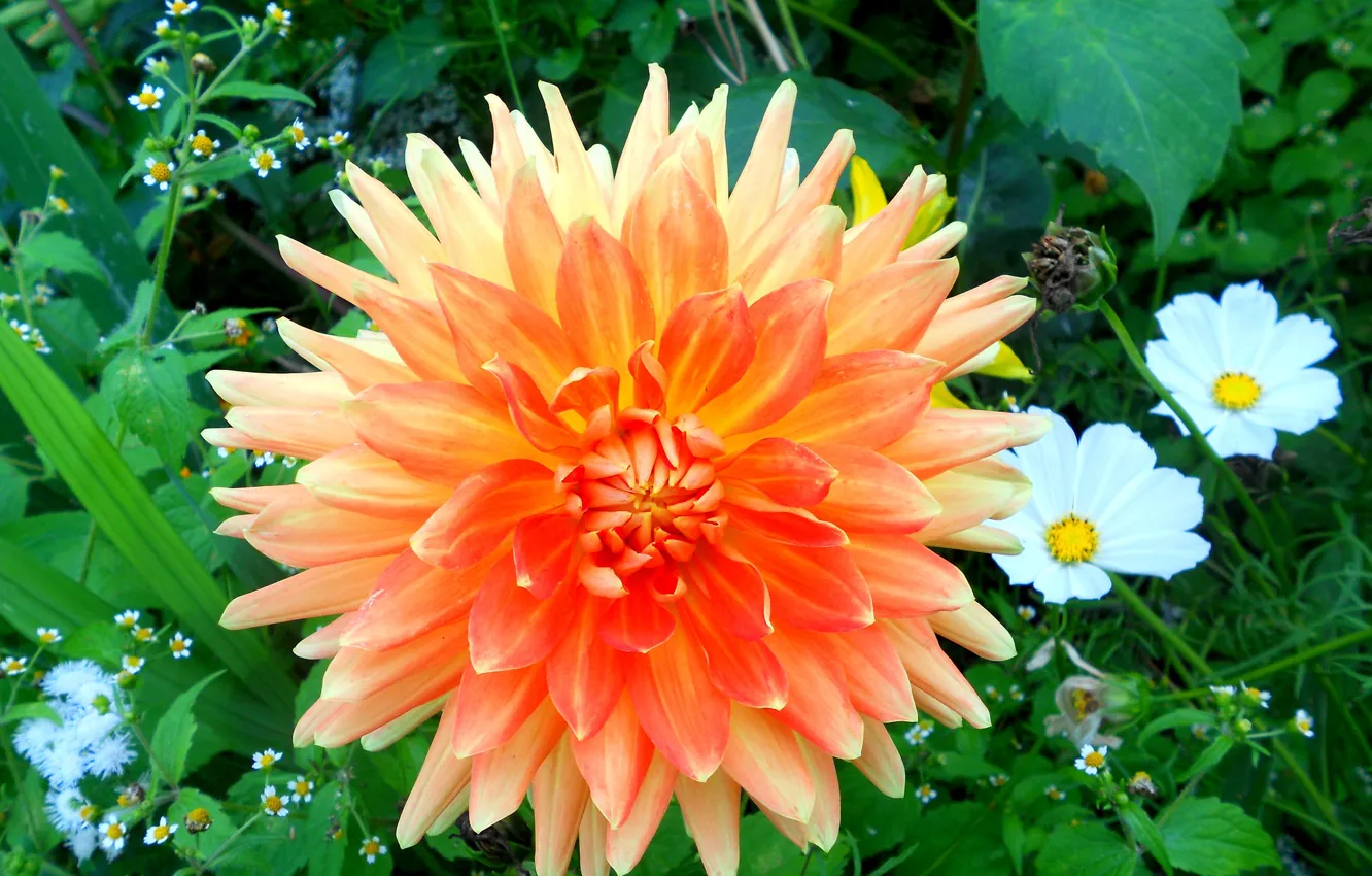 Фото обои цветок, георгина, оранжевая георгина